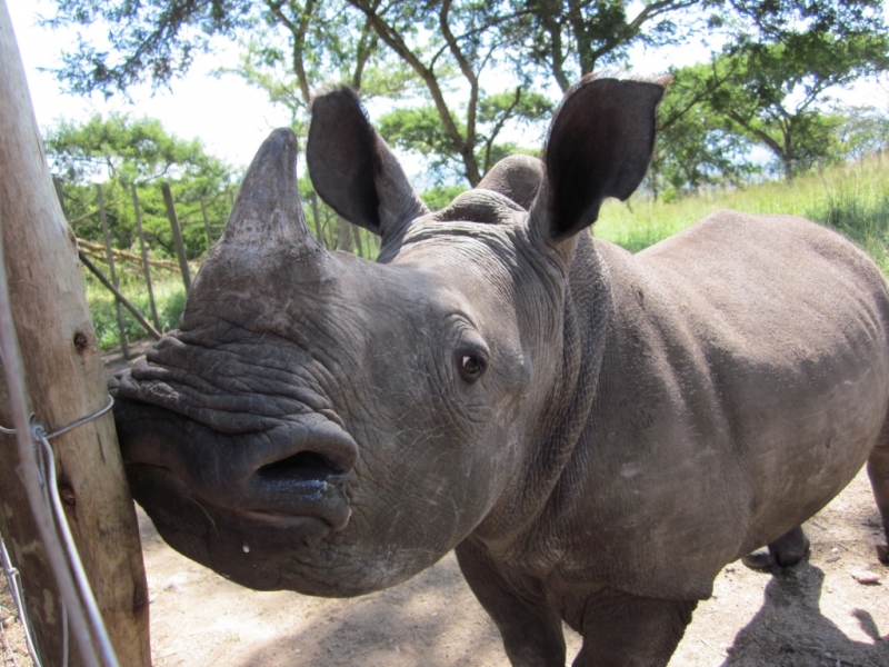 Specialist Rhino Orphanage and Rehabilitation Centre - Volunteer